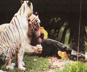 white tiger death